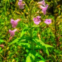 Limnophila aromatica (Lam.) Merr.